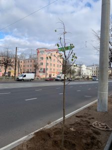 Проспект Гагарина в Смоленске озеленяют красным кустарником