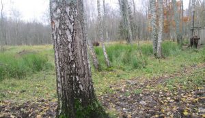 Зубры и зубрята Смоленского Поозерья нуждаются в помощи